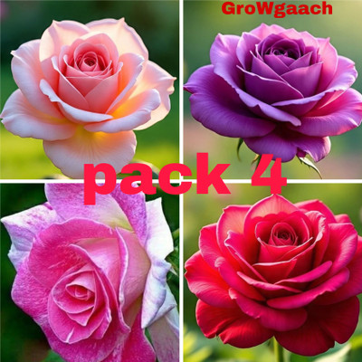 BloomShadow Rose Plant(Hybrid, Pack of 4)