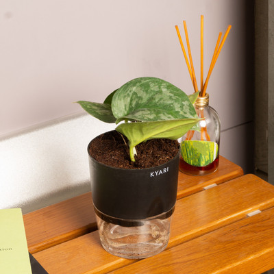 Aquinnah Money Plant(Hybrid, Pack of 1)