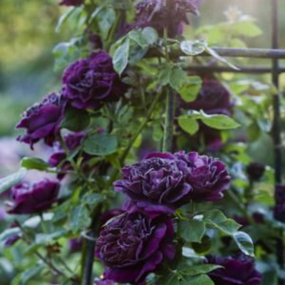 Guruji Rose Plant(Hybrid, Pack of 1)