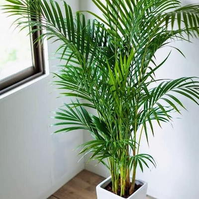 Cloud Farm Areca Palm(Hybrid, Pack of 1)