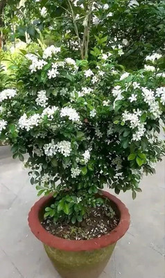 SHINUEVERGREEN Madhu Kamini Plant(Hybrid, Pack of 1)