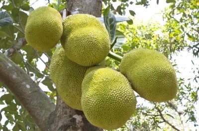 Cloud Farm Jack Fruit Plant(Hybrid, Pack of 1)