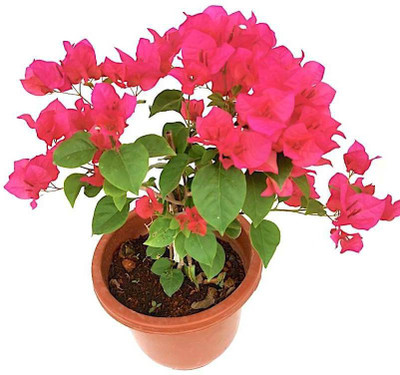 My Dream Nuresry Bougainvillea Plant(Hybrid, Pack of 1)