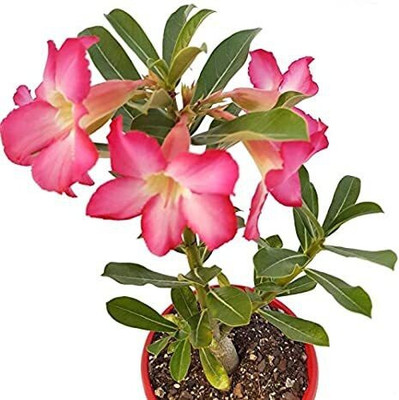 Bakuchi Adenium Plant(Hybrid, Pack of 1)