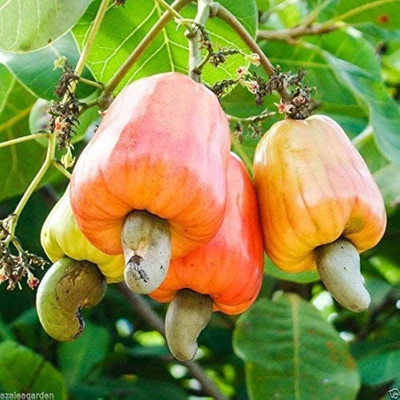 Platone Cashew Apple Plant(Hybrid, Pack of 1)