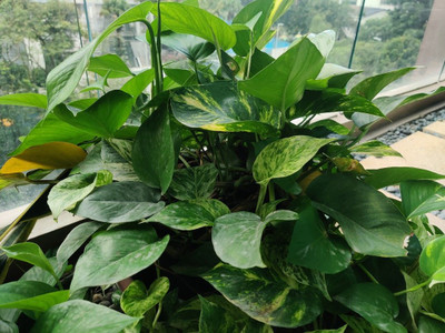 MISHKA ENTERPRISE Money Plant(Hybrid, Pack of 1)