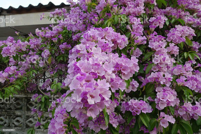 Cloud Farm Large Garlic Pear Plant(Hybrid, Pack of 1)