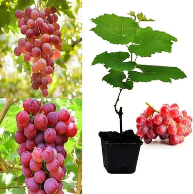 the green dotcom Grapes Plant(Hybrid, Pack of 1)