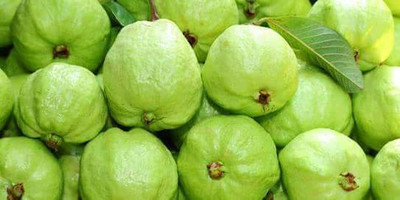 GUAVA Guava Plant(Hybrid, Pack of 1)