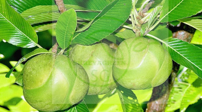 SHREYAGREEN Elephant Apple Plant(Hybrid, Pack of 1)