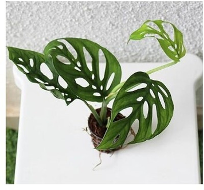 Treeicks Money Plant(Hybrid, Pack of 1)