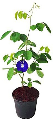 SumitGreenrey Aparajita/ Butterfly Pea Plant(Hybrid, Pack of 1)