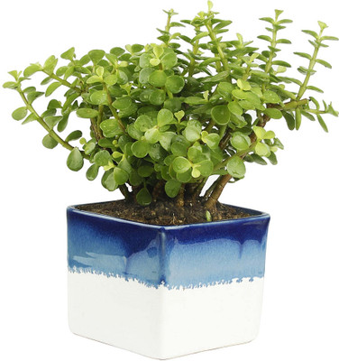 Cloud Farm Jade Plant(Hybrid, Pack of 1)
