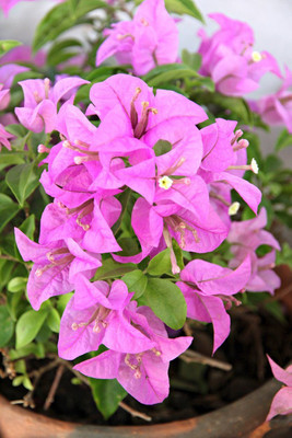 KS TRADERS Baugainvillea Plant(Hybrid, Pack of 1)