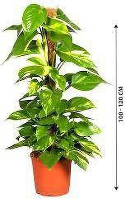 Aquinnah Money Plant(Hybrid, Pack of 1)