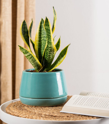 GREENLEAFS Snake Plant(Pack of 1)