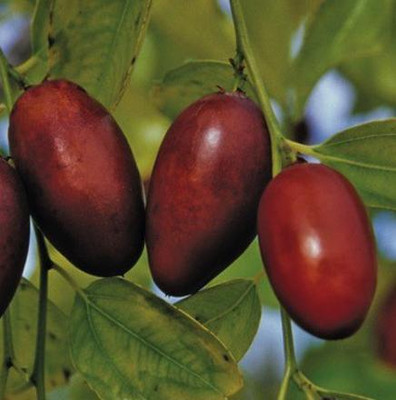 My Dream Nursery Madhumalti/Rangoon Creeper(Hybrid, Pack of 1)