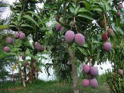 GreenyOn Mango Plant(Hybrid, Pack of 1)
