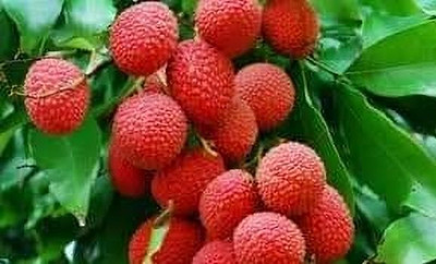 KrishnaNursery Litchi Plant(Hybrid, Pack of 1)