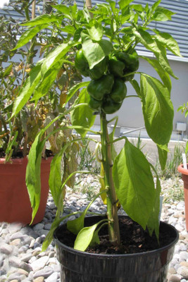 Platone Capsicum(Hybrid, Pack of 1)