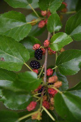 Global Mart Plant Shahtoot/Mulberry Plant(Hybrid, Pack of 1)