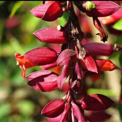 Roy's Fashoin Thunberjia Plant(Hybrid, Pack of 1)