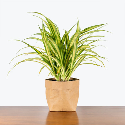 FIRESPLASH Spider Plant(Hybrid, Pack of 1)