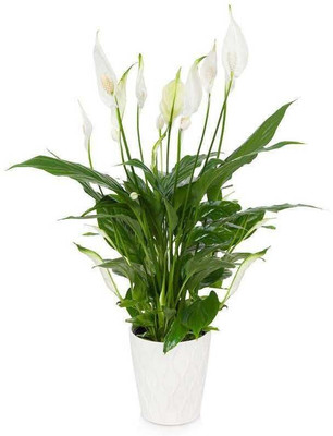 Bakuchi Peace Lily Plant(Hybrid, Pack of 1)