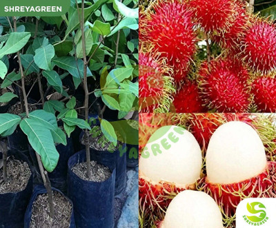 SHREYAGREEN Rambutan Plant  sapling(Hybrid, Pack of 1)