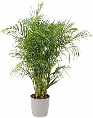 LeafLinkPlants Areca Plam(Hybrid, Pack of 1)