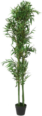Cloud Farm Two Layer Bamboo Plant(Hybrid, Pack of 1)