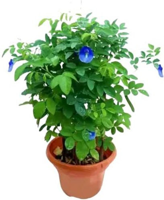 GreenThumb Aparajita/ Butterfly Pea Plant(Hybrid, Pack of 1)