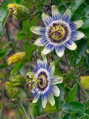THE GIFTI Passion Plant(Hybrid, Pack of 1)