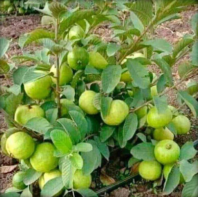AloGardening Guava Plant(Hybrid, Pack of 1)