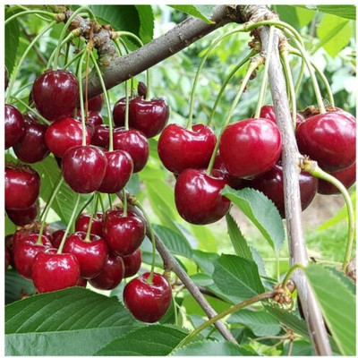 GreenyOn Cherry Fruit Plant(Hybrid, Pack of 1)
