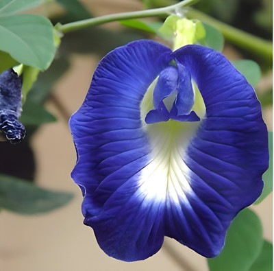 GLOBQRO Aparajita/ Butterfly Pea Plant(Hybrid, Pack of 1)
