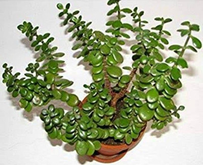LeafLinkPlants Jade Plant(Hybrid, Pack of 1)