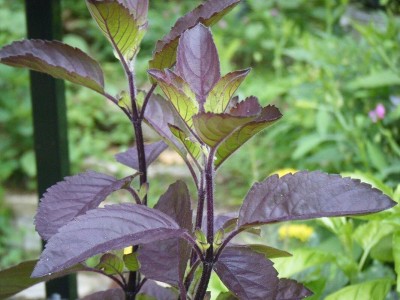 My Dream Nursery Tulsi Plant(Hybrid, Pack of 1)