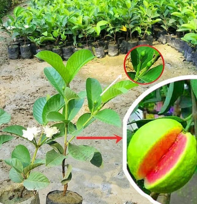 Cloud Farm Guava Plant(Hybrid, Pack of 1)