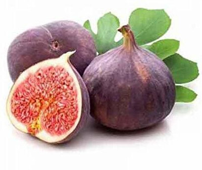 Bakuchi Ajwain Plant(Hybrid, Pack of 1)