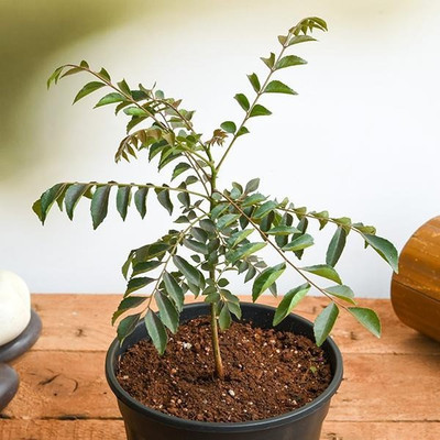 Cloud Farm Curry Leaf Plant(Hybrid, Pack of 1)
