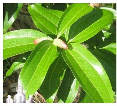 Treeicks Cinnamon Plant(Hybrid, Pack of 1)