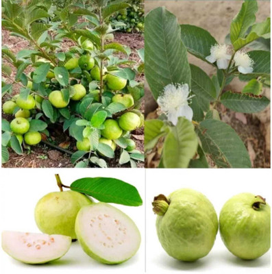 YourPlant Guava Plant(Hybrid, Pack of 1)