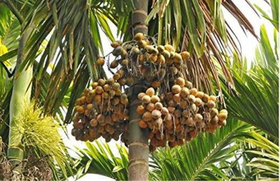 PLaNeTreee Betel Nut/Supari Plant(Hybrid, Pack of 1)