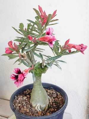 BREEZY BLOOMS Adenium Plant(Hybrid, Pack of 1)