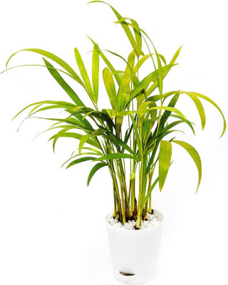 KS TRADERS Areca Plam(Hybrid, Pack of 1)