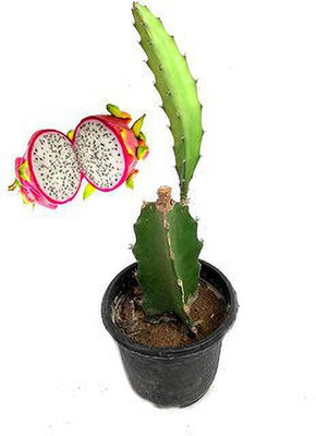 BALA PLANT CREATION Dragon Tree(Hybrid, Pack of 1)