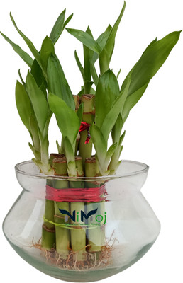 NiMoj Lucky Bamboo Plant, Two Layer Bamboo Plant(Hybrid, Pack of 1)