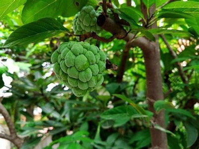 rimi Custard Apple Plant(Hybrid, Pack of 1)