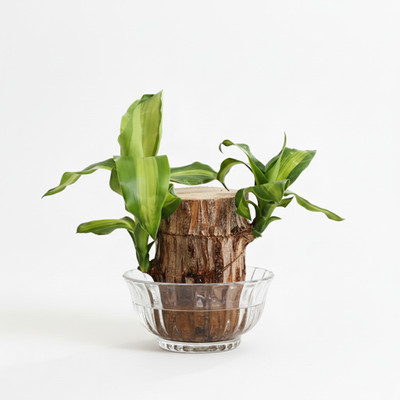 Groww Farming Brazilian Wood(Hybrid, Pack of 1)